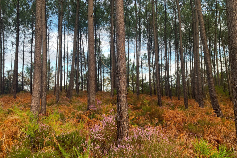 Photo de bruyère et troncs de pins dans la forêt landaise en automne.