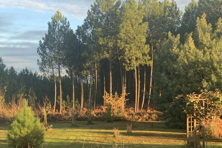 Photo d'un jardin donnant sur les pins landais.